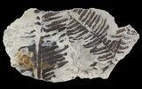 Pecopteris Fern Fossil - Missouri #65959-1
